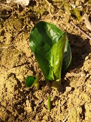 Arum maculatum
