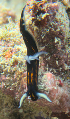 Roboastra gracilis