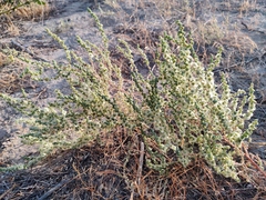 Salsola orientalis