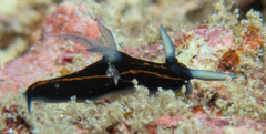 Roboastra gracilis
