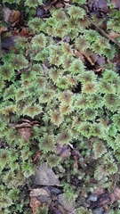 Hypnodendron