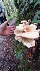 Bondarzewia kirkii