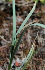 Allium strictum