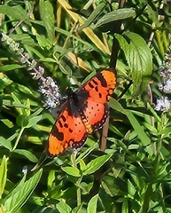 Acraea acara