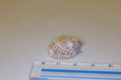 Pilosabia trigona
