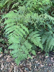 Ctenitis subglandulosa