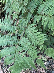 Ctenitis subglandulosa