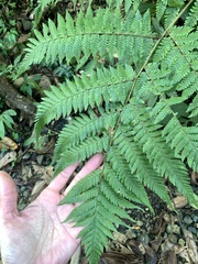 Ctenitis subglandulosa