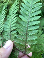 Ctenitis subglandulosa