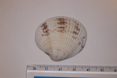 Leukoma jedoensis
