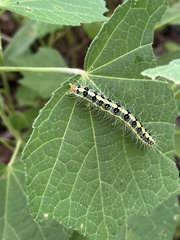 Xanthodes transversa