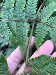 Ctenitis subglandulosa