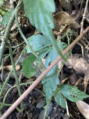 Ctenitis subglandulosa