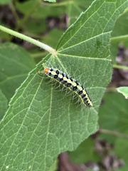 Xanthodes transversa