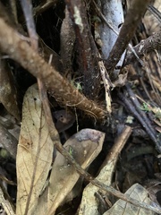 Ctenitis subglandulosa