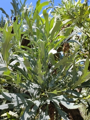 Cussonia paniculata