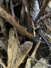 Ctenitis subglandulosa