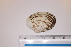 Ruditapes philippinarum
