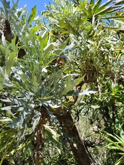 Cussonia paniculata