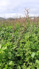 Chenopodiastrum murale