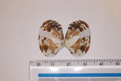 Ruditapes philippinarum