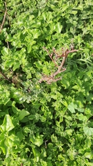 Chenopodiastrum murale