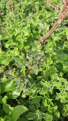 Chenopodiastrum murale