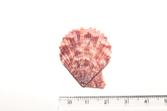 Mimachlamys crassicostata