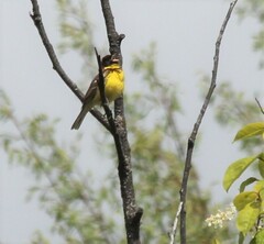 Emberiza aureola