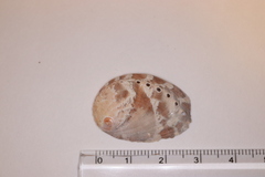 Haliotis diversicolor