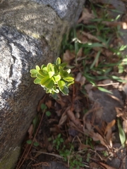 Buxus sempervirens