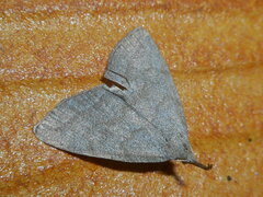 Pechipogo strigilata