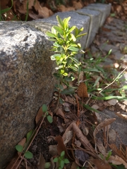 Buxus sempervirens