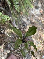 Pittosporum illicioides