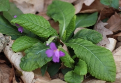 Primula vulgaris rubra