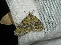 Acasis viretata
