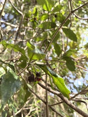 Pittosporum illicioides