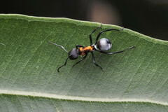 Polyrhachis ornata