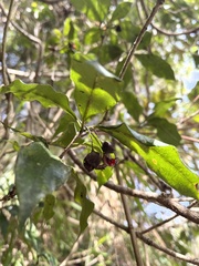 Pittosporum illicioides