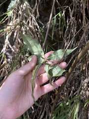 Pittosporum illicioides