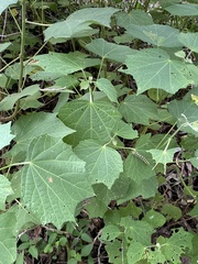 Xanthodes transversa