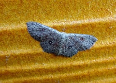 Cyclophora pendularia