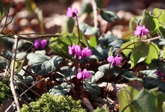 Cyclamen coum