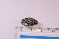 Pardalinops testudinaria