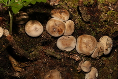 Lycoperdon subincarnatum