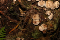 Lycoperdon subincarnatum
