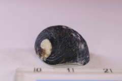 Nerita japonica