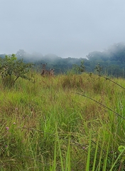 Kobus ellipsiprymnus defassa