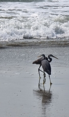 Egretta gularis