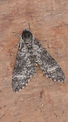 Manduca diffissa